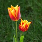 Tulpe