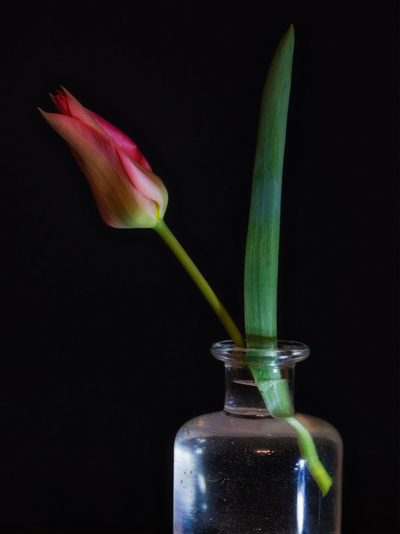 tulpe-03-23