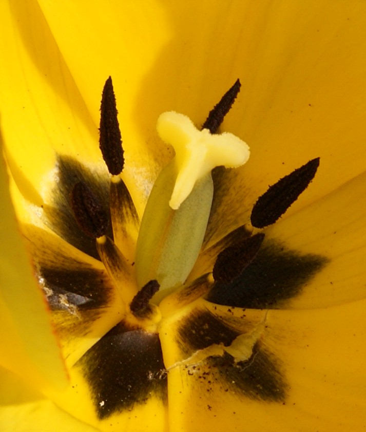 Tulpe 03