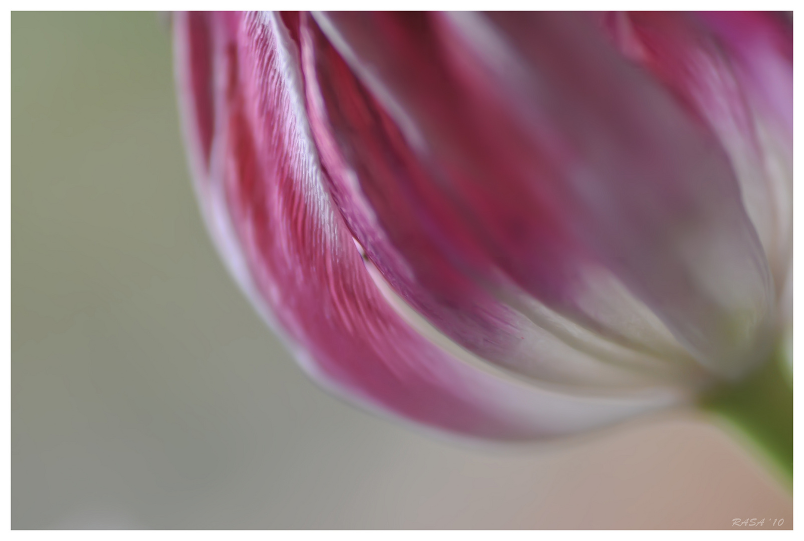 Tulpe 03/03/10