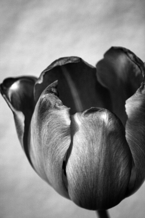 Tulpe