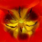 Tulpe