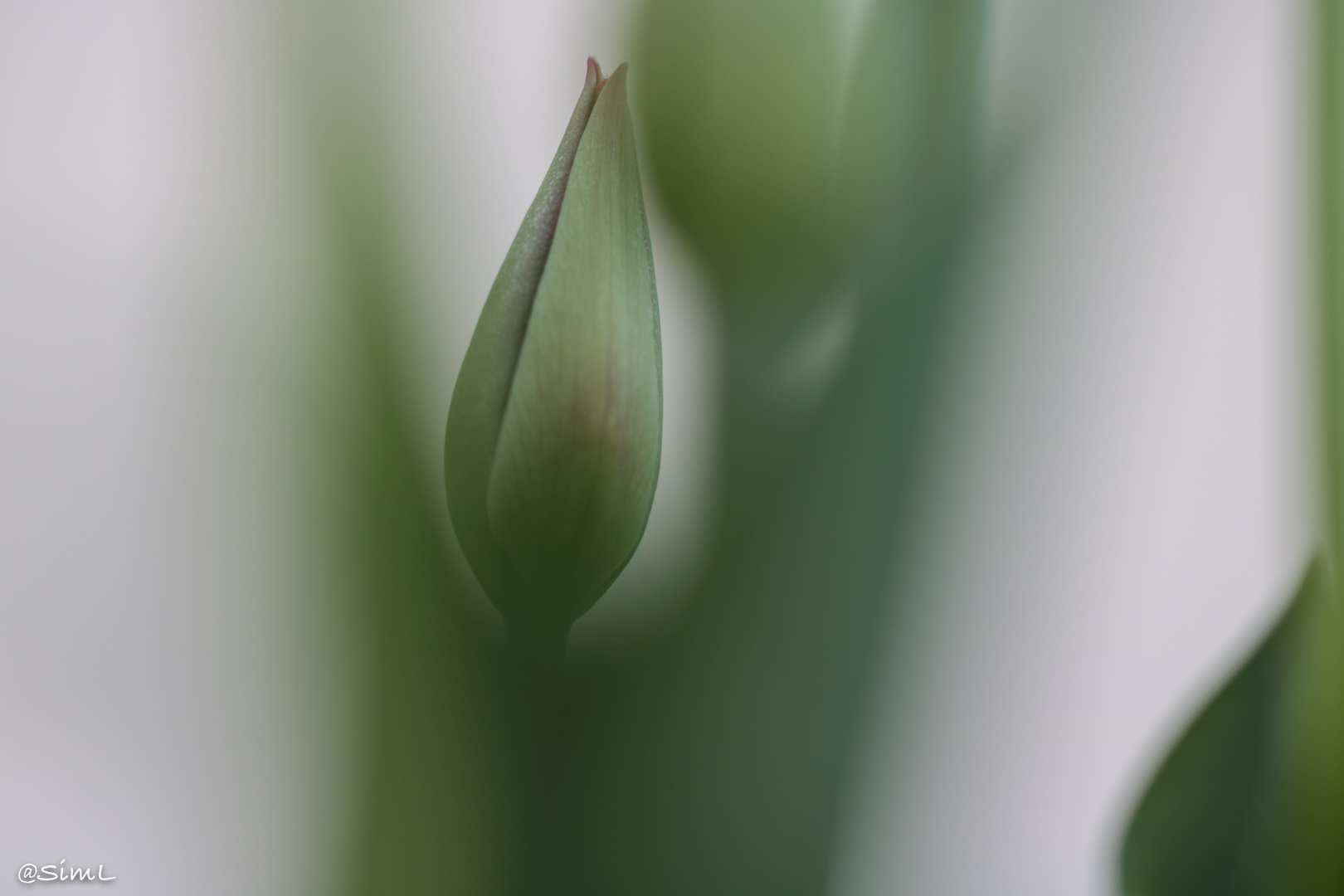 Tulpe...