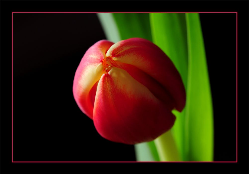 Tulpe