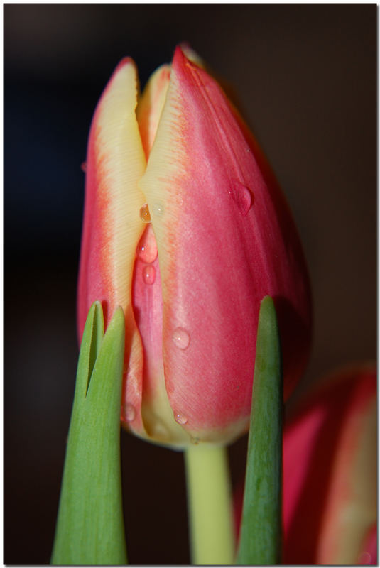 Tulpe