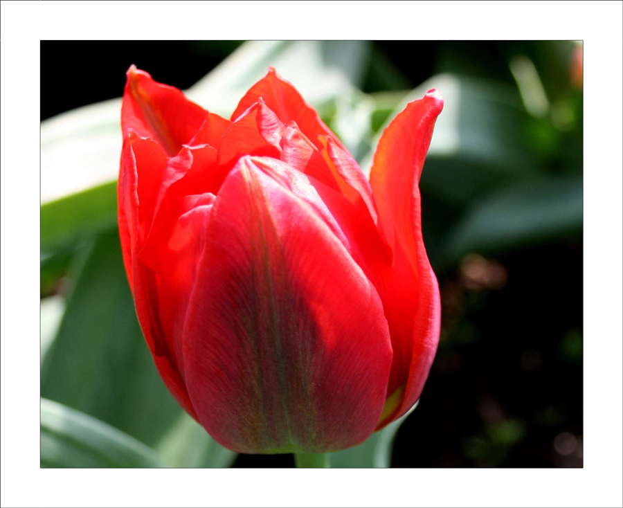 Tulpe