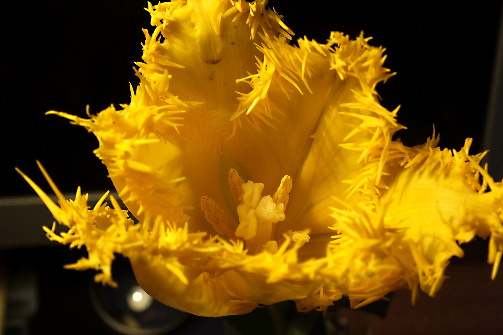 Tulpe