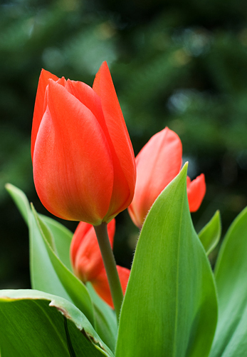 Tulpe