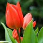 Tulpe