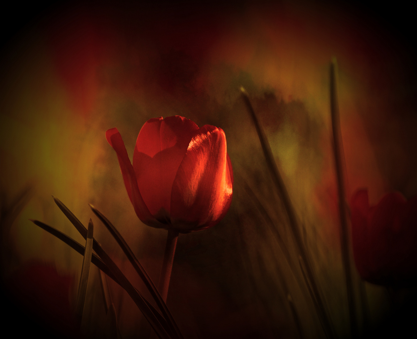 Tulpe...