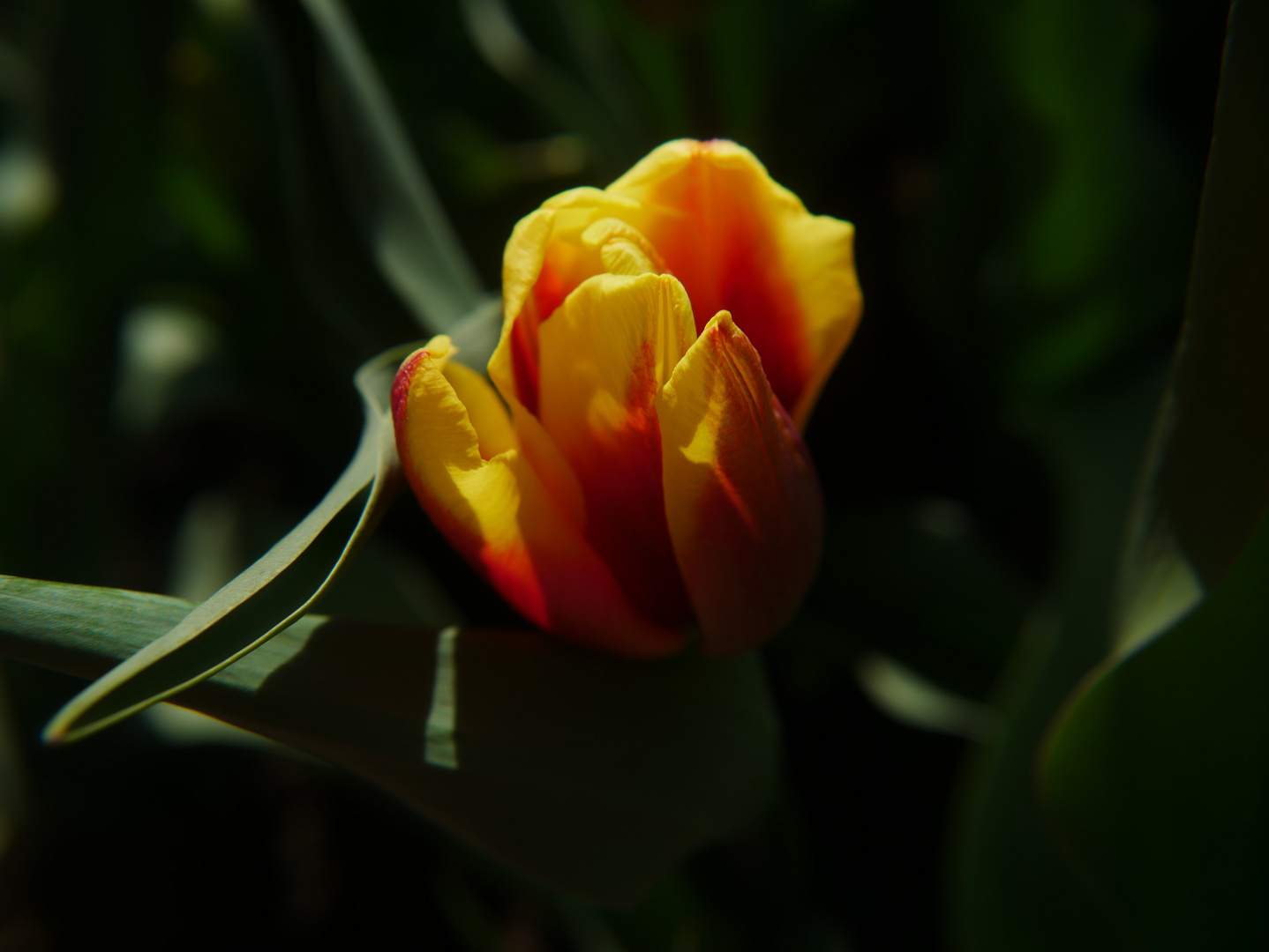 Tulpe