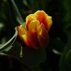 Tulpe