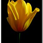 Tulpe