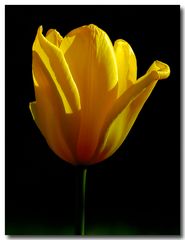 Tulpe