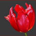 Tulpe