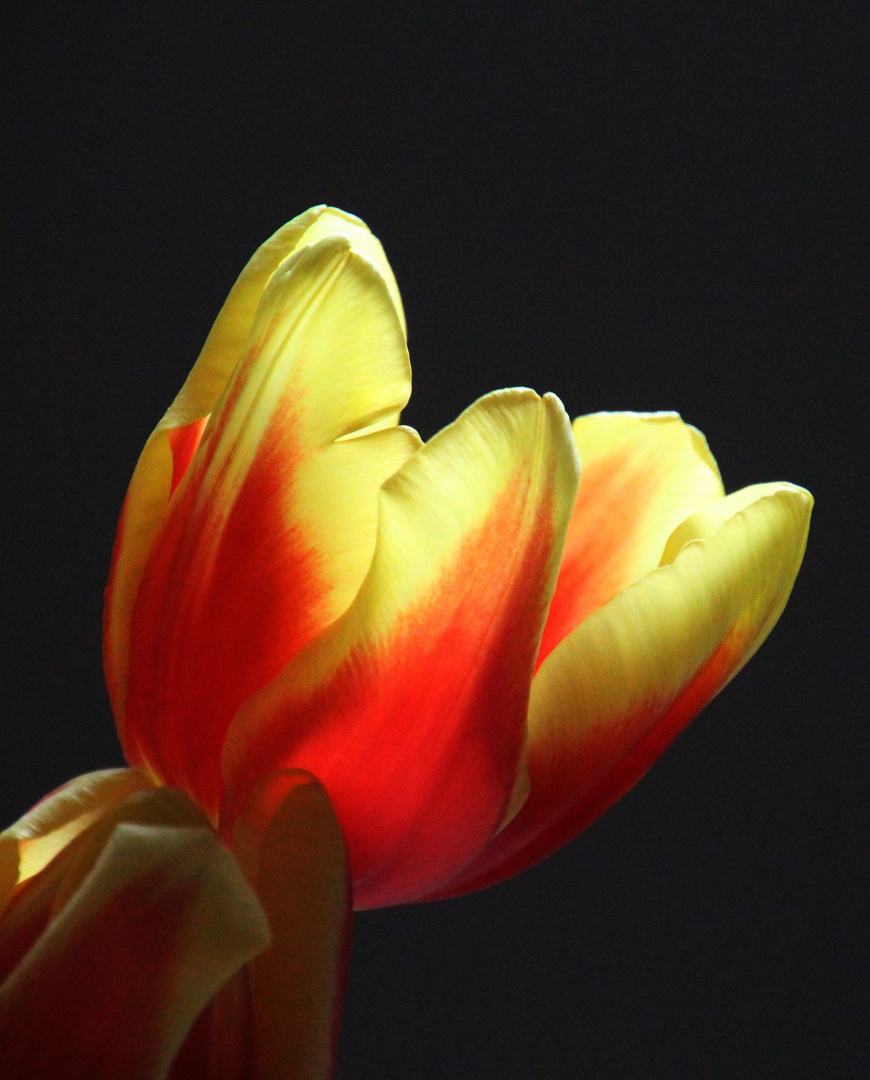 Tulpe