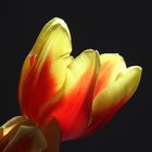 Tulpe