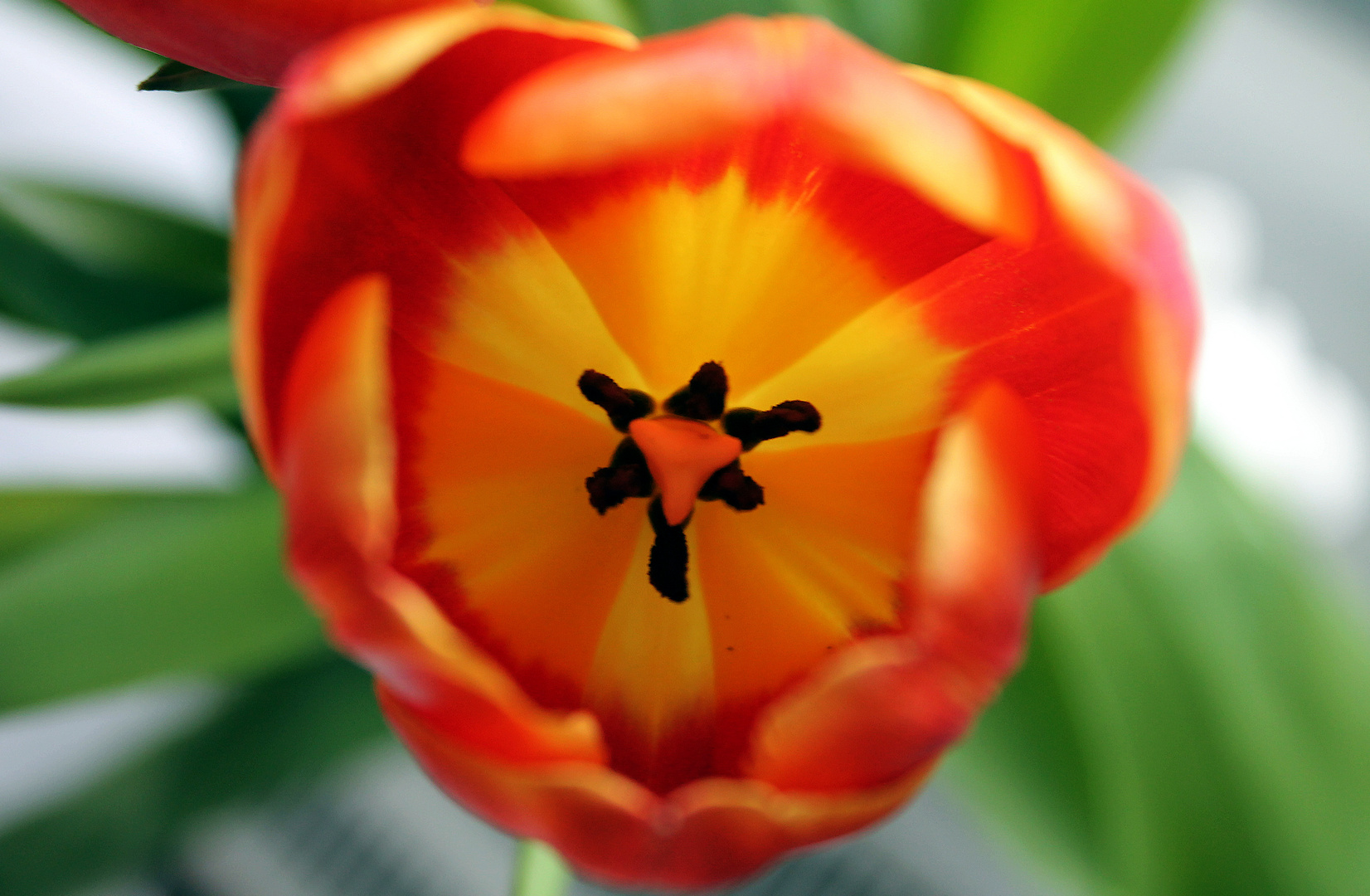 Tulpe