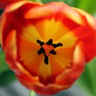 Tulpe