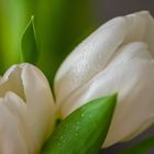 Tulpe