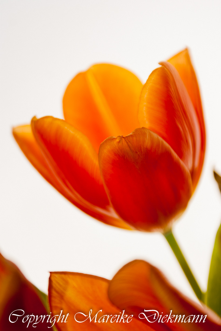 Tulpe