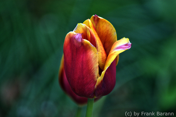 Tulpe