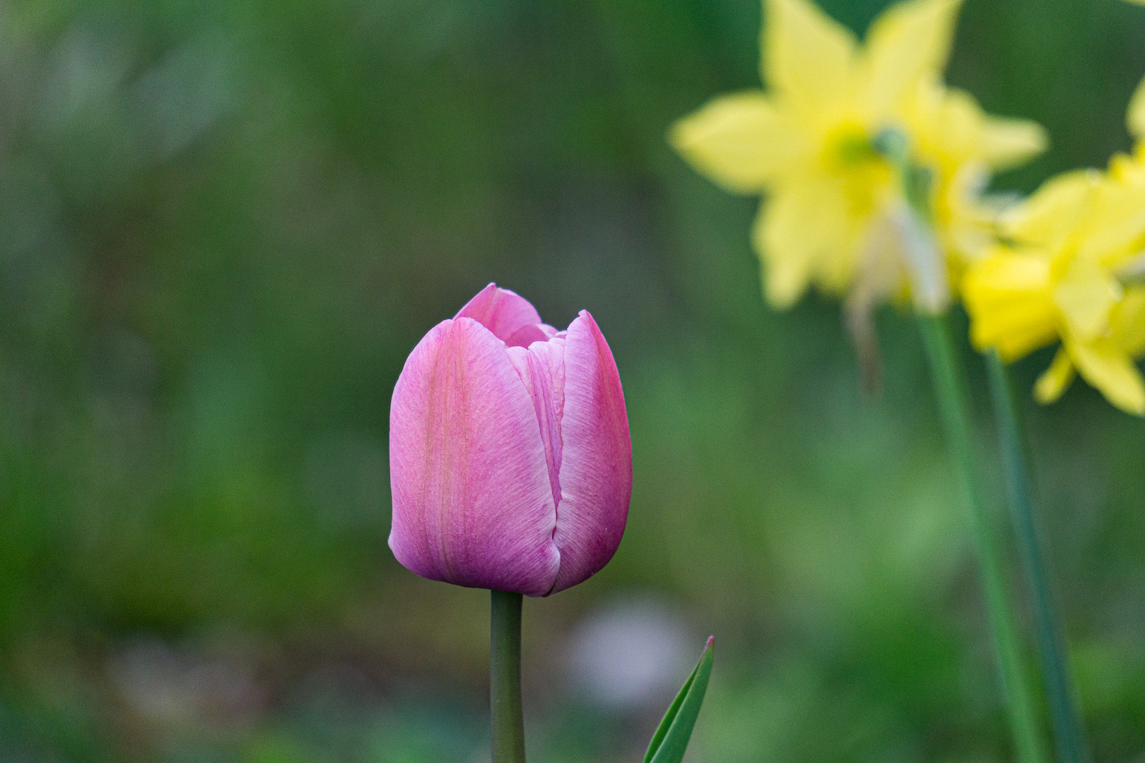 Tulpe