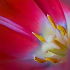 Tulpe