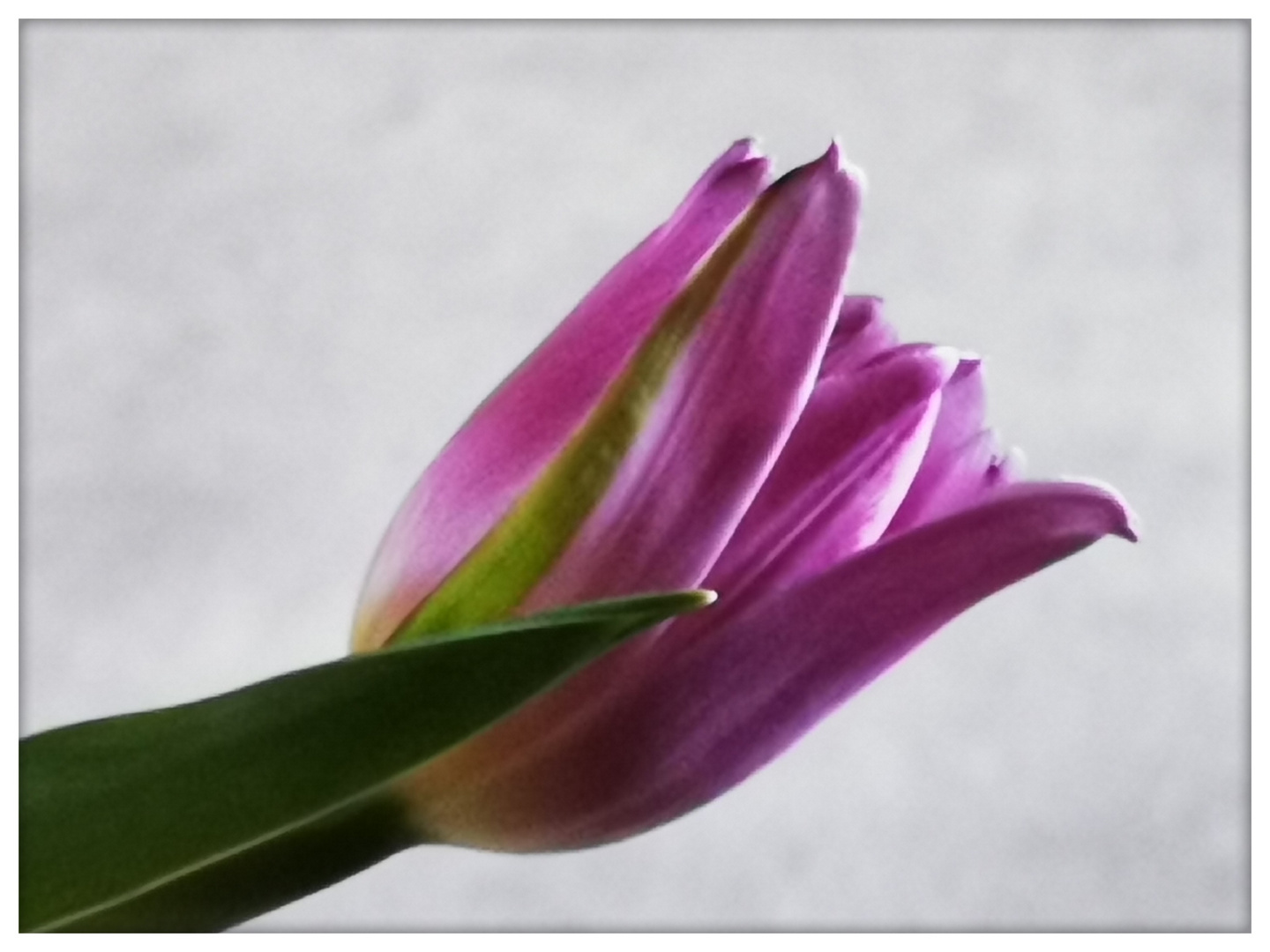 Tulpe 