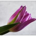 Tulpe 