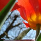 Tulpe