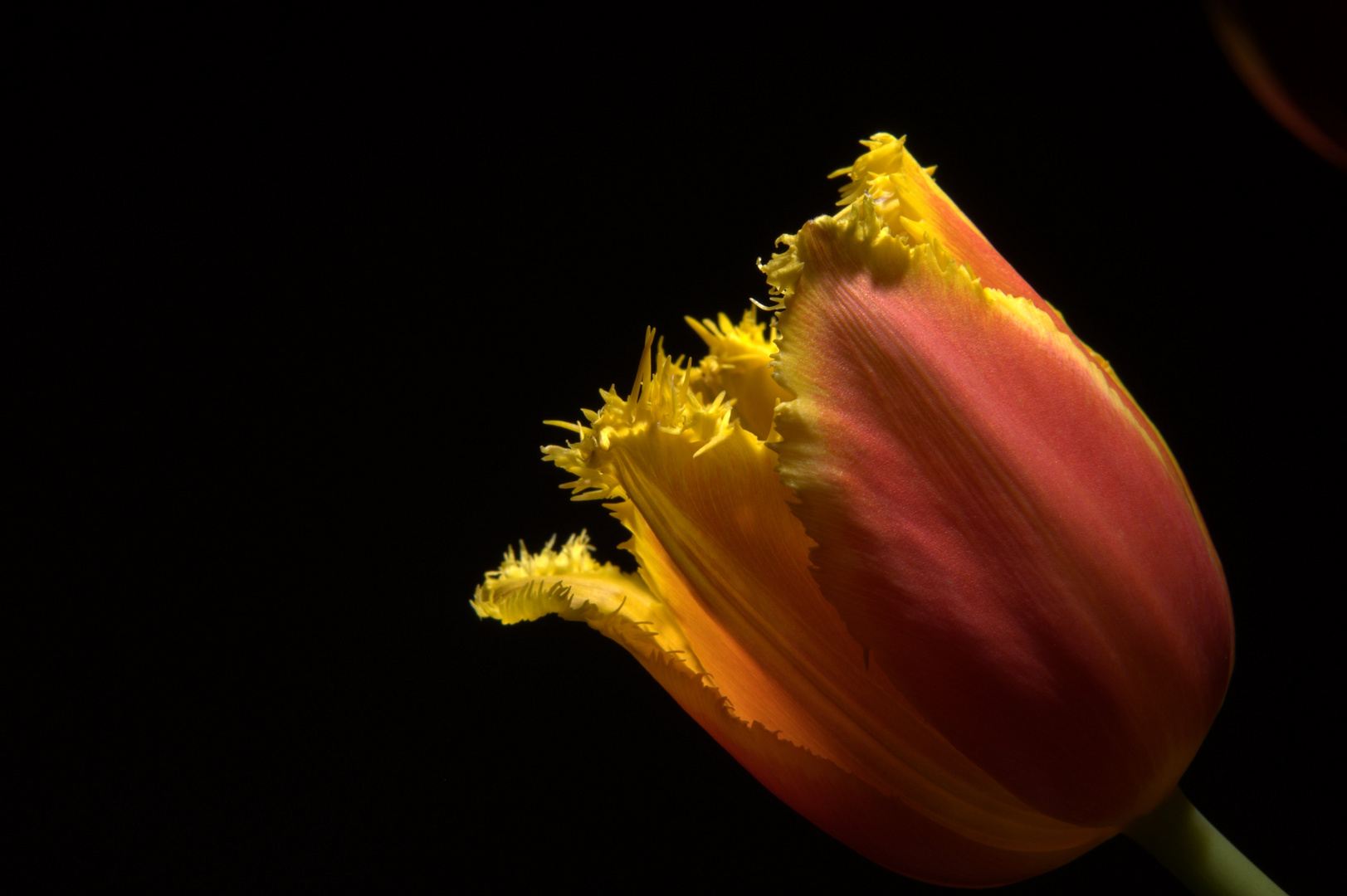 Tulpe