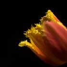 Tulpe