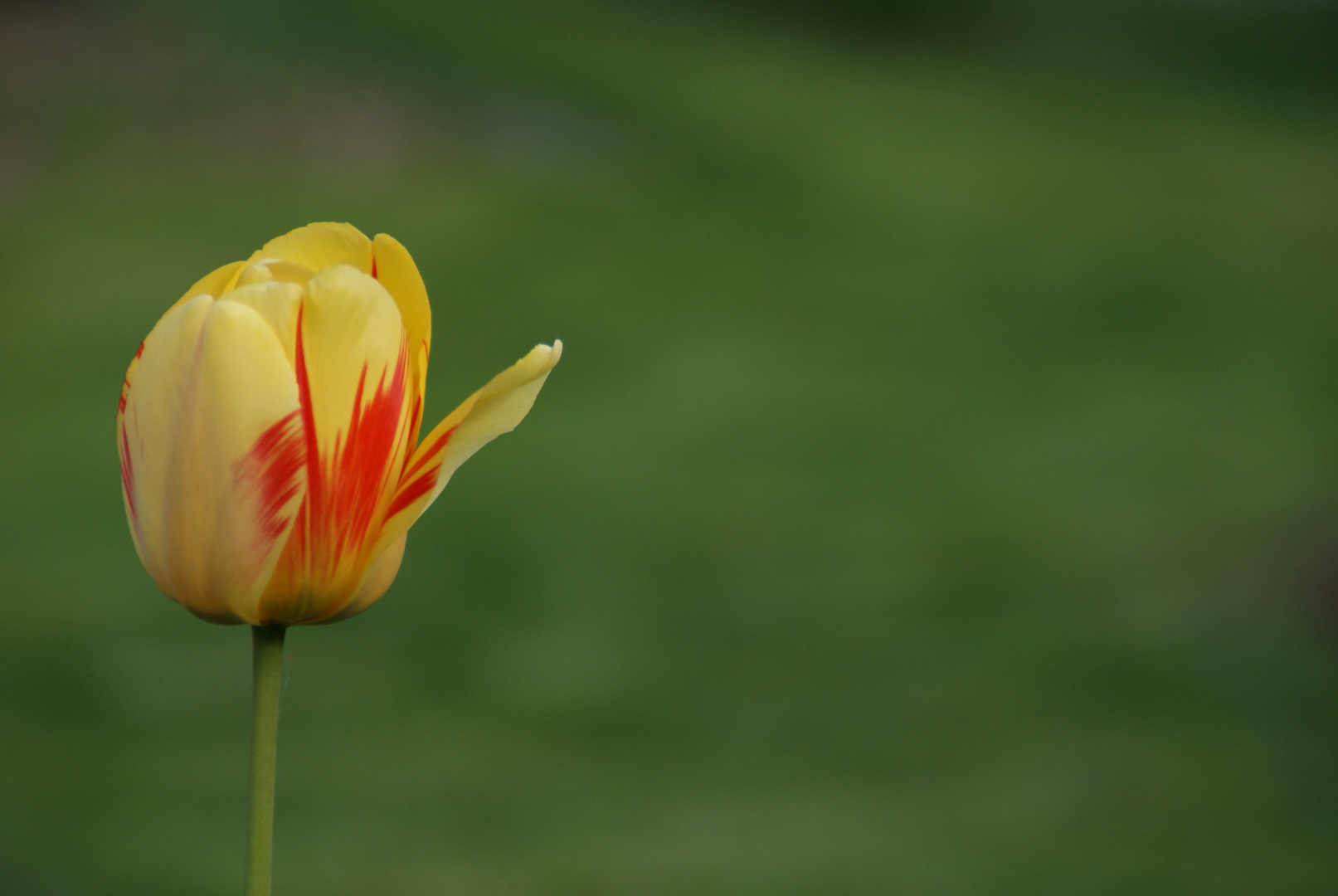 Tulpe