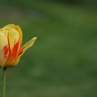 Tulpe