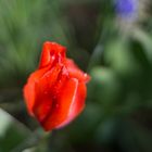 Tulpe