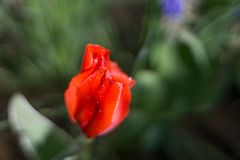 Tulpe
