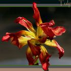 Tulpe