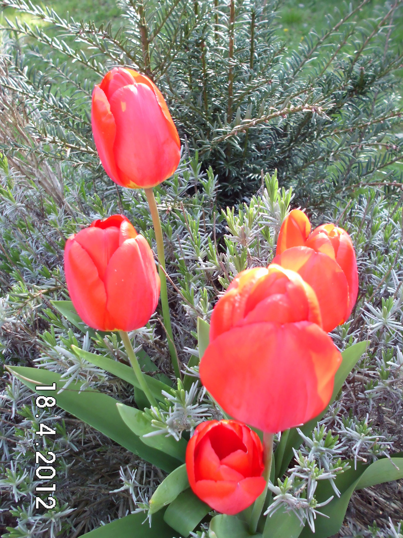 Tulpe