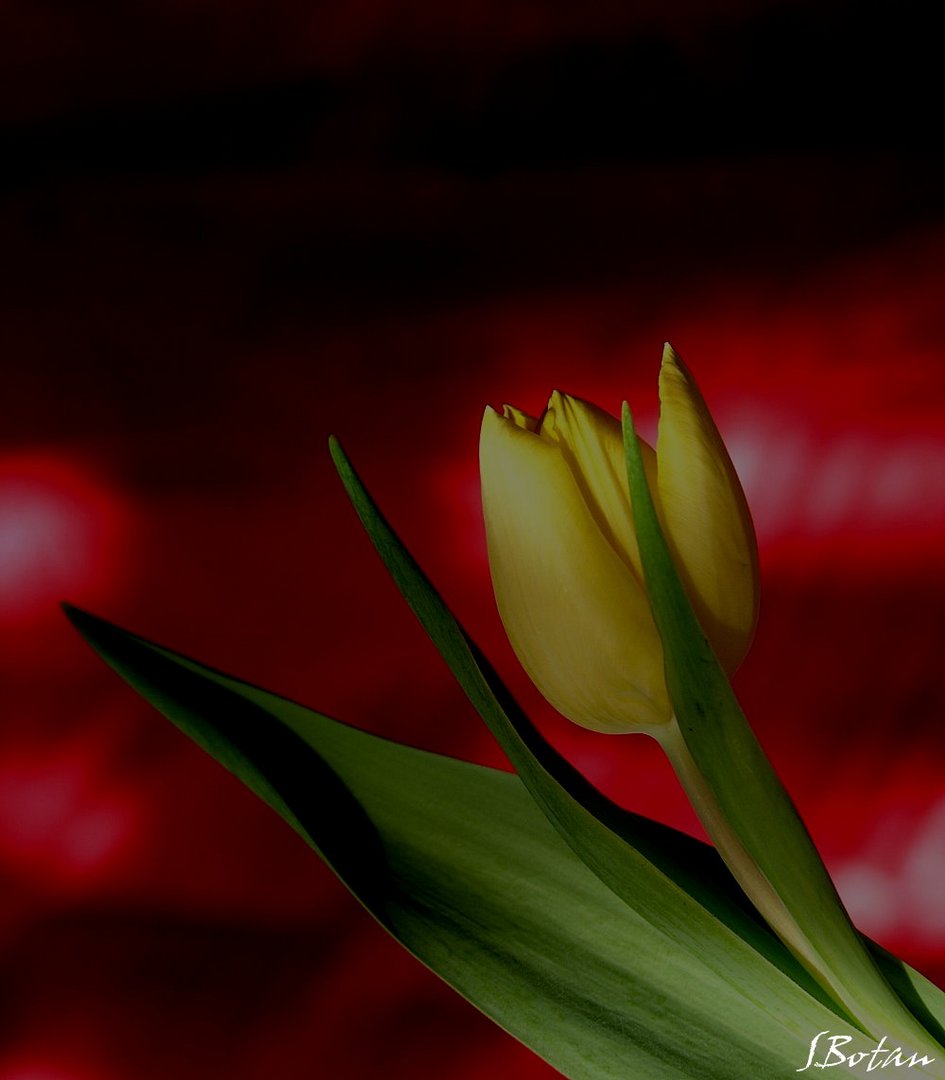 Tulpe...