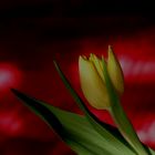 Tulpe...