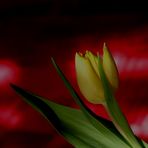 Tulpe...