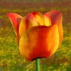 Tulpe