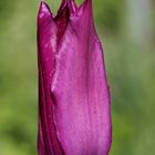 Tulpe