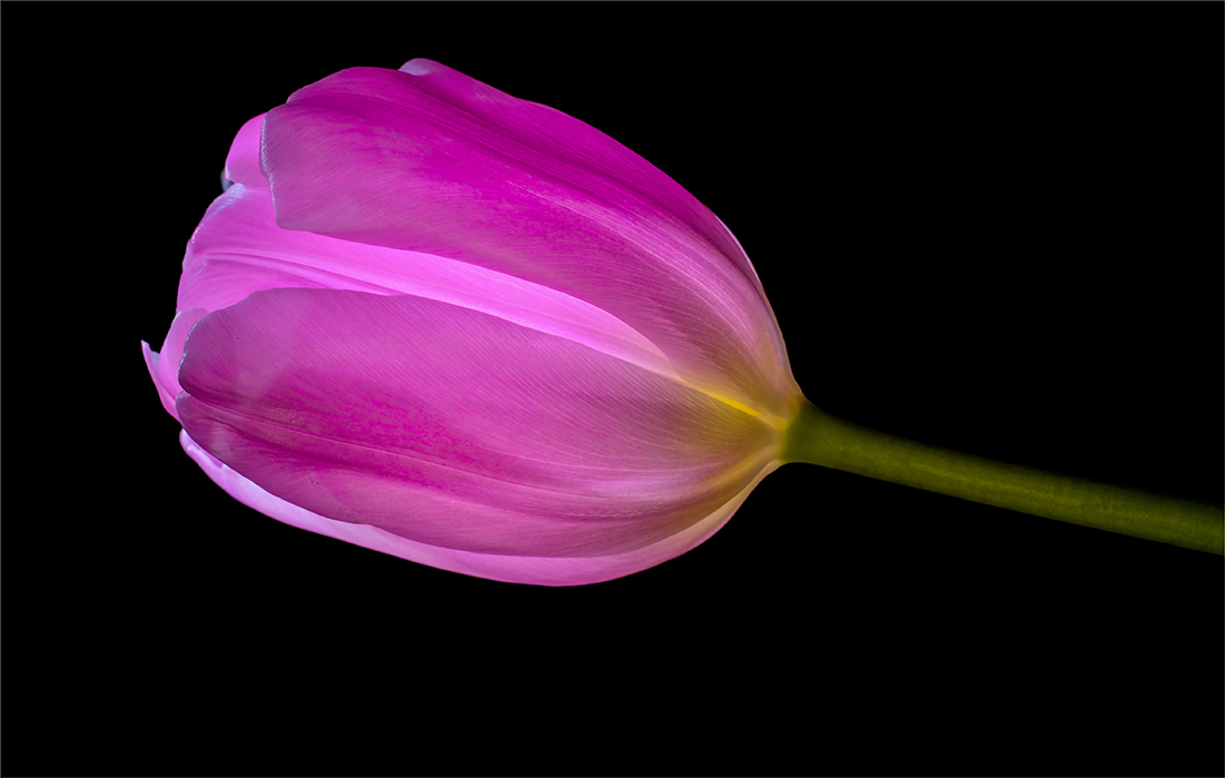 Tulpe