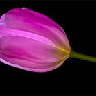 Tulpe