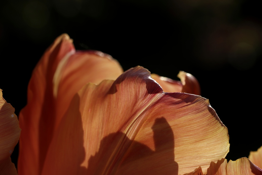 Tulpe