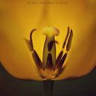 Tulpe