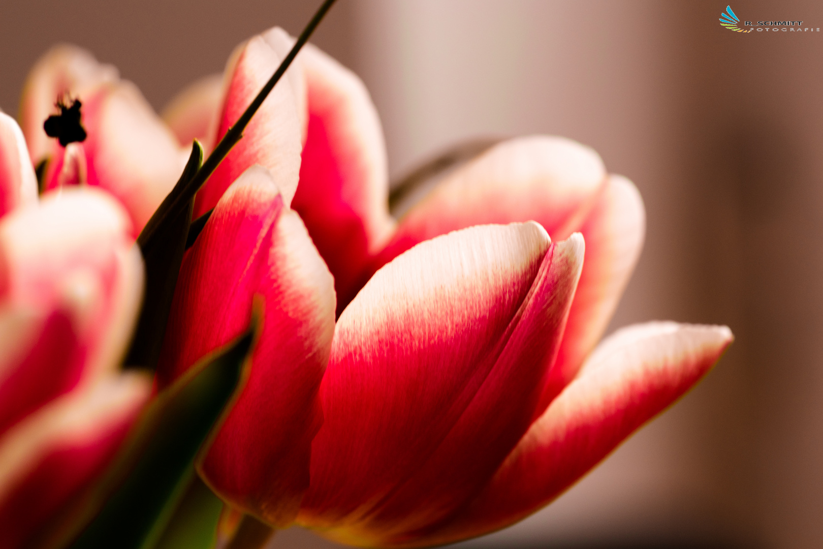 Tulpe