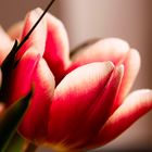 Tulpe